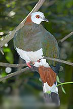 Ducula forsteni